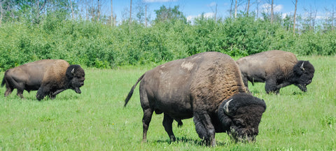 GAME MEATS